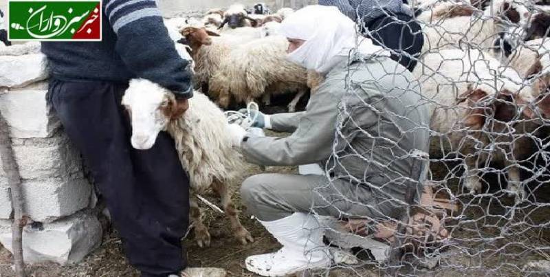 دامداران استان کرمان هشدارهای تب برفکی را جدی بگیرند